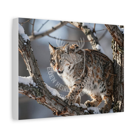 Ultra-realistic bobcat limited edition digital taxidermy canvas print on the prowl in early morning sunlight, snow on branches