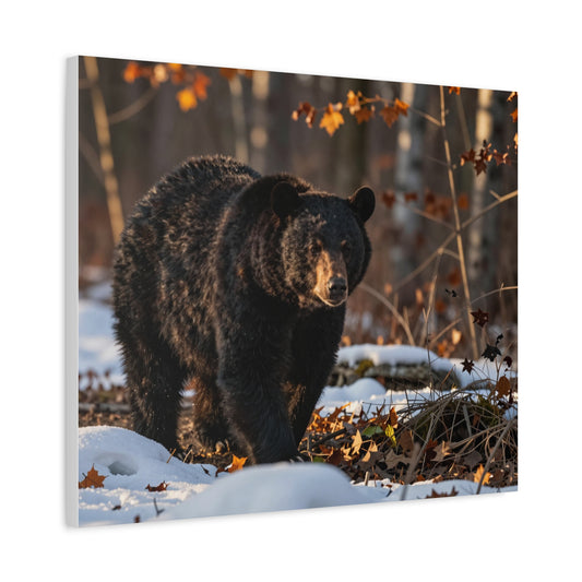 Stretched canvas, limited edition, black bear strolling through snow at sunset