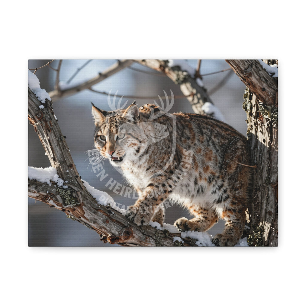 Ultra realistic bobcat prowling along tree limb in early morning sunrise, snow on branches.