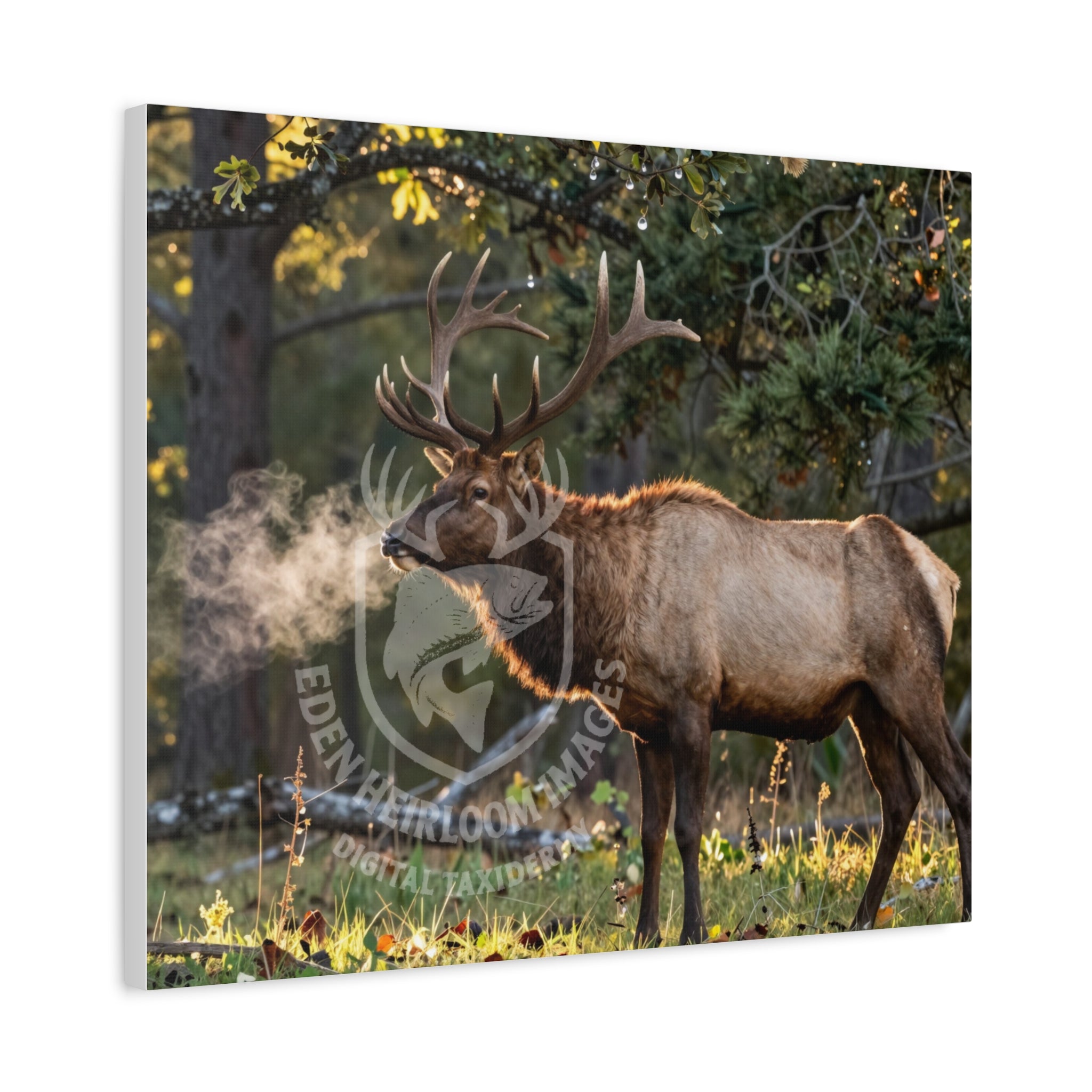 Wrapped canvas of bull elk in early morning light, puff of steam from breath, ultra realistic life scene, woodland background.