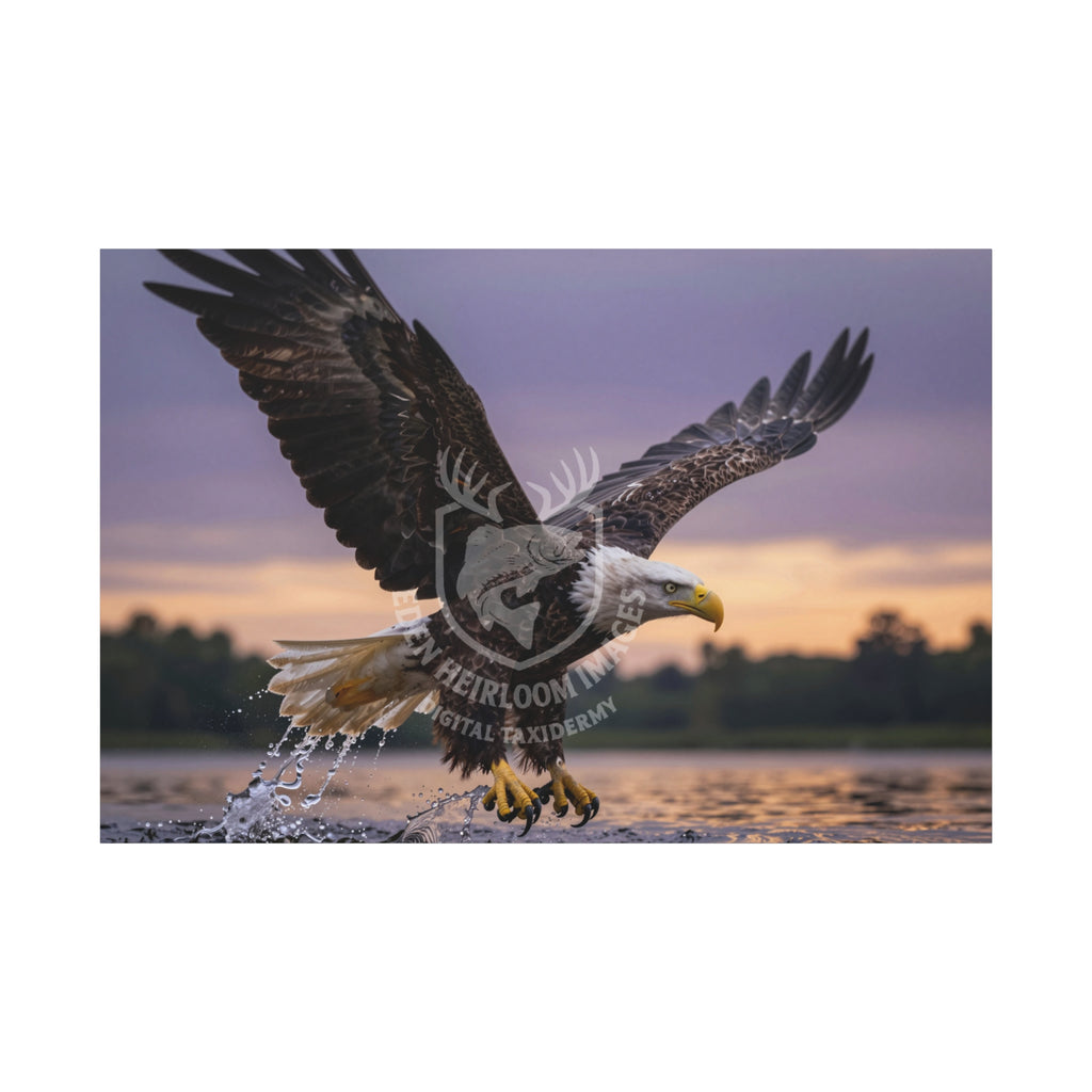 Eagle in flight over water with a sunset background, talons softly closed, water falling from feathers and talons