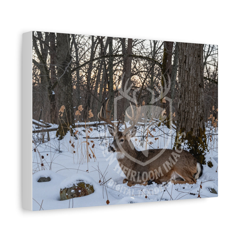 mockup of ready to hang canvas of whitetail buck bedding down in snow under tree