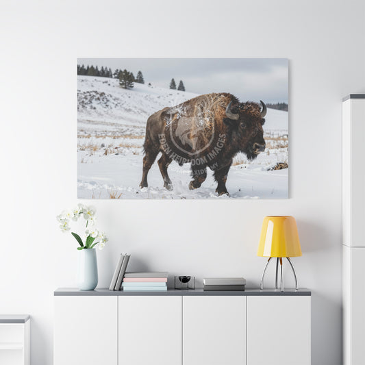 Mockup wall art in office, american bison running in snow