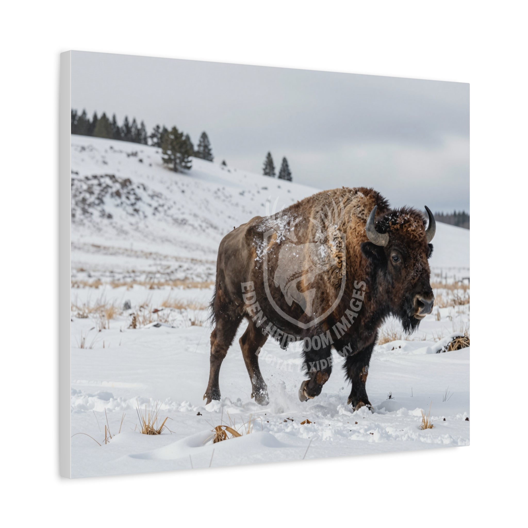 Digital canvas print of american bison running through snow covered plains