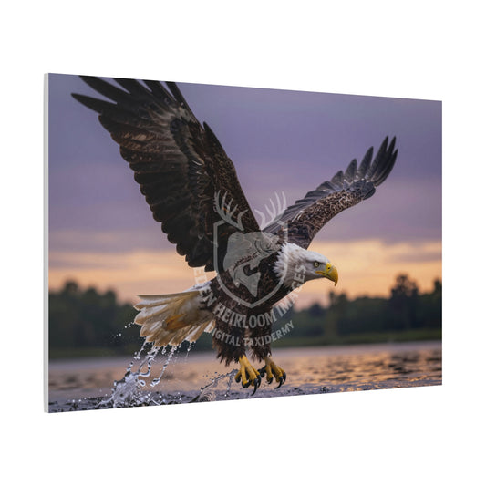 Eagle in flight over water with a sunset background, talons softly closed, shown on ready to hang canvas