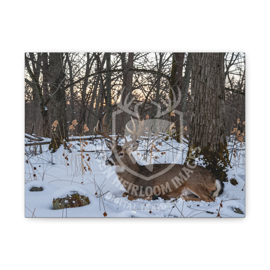 Ready to print image of whitetail buck bedding down in snow, ultra-realistic detail