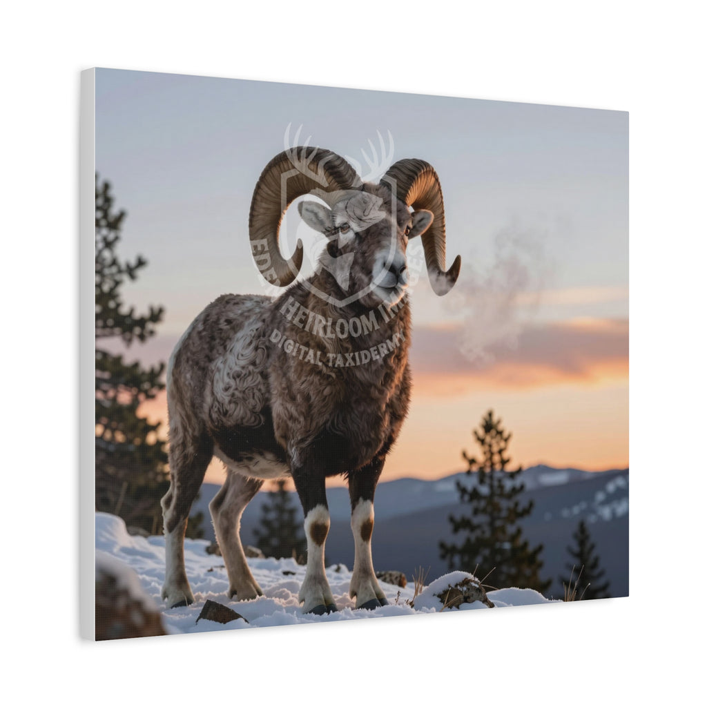 Ultra-realistic Big Horn Ram limited edition digital taxidermy canvas print standing on snow covered cliff top, mountain scene in background with early sunset. Ready to hang canvas print.