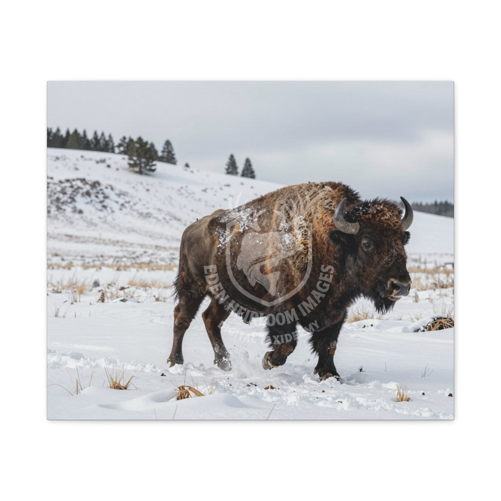 american bison running through snow covered plains, trees along hillcrests, snow thrown up by hooves, snow embedded in fur