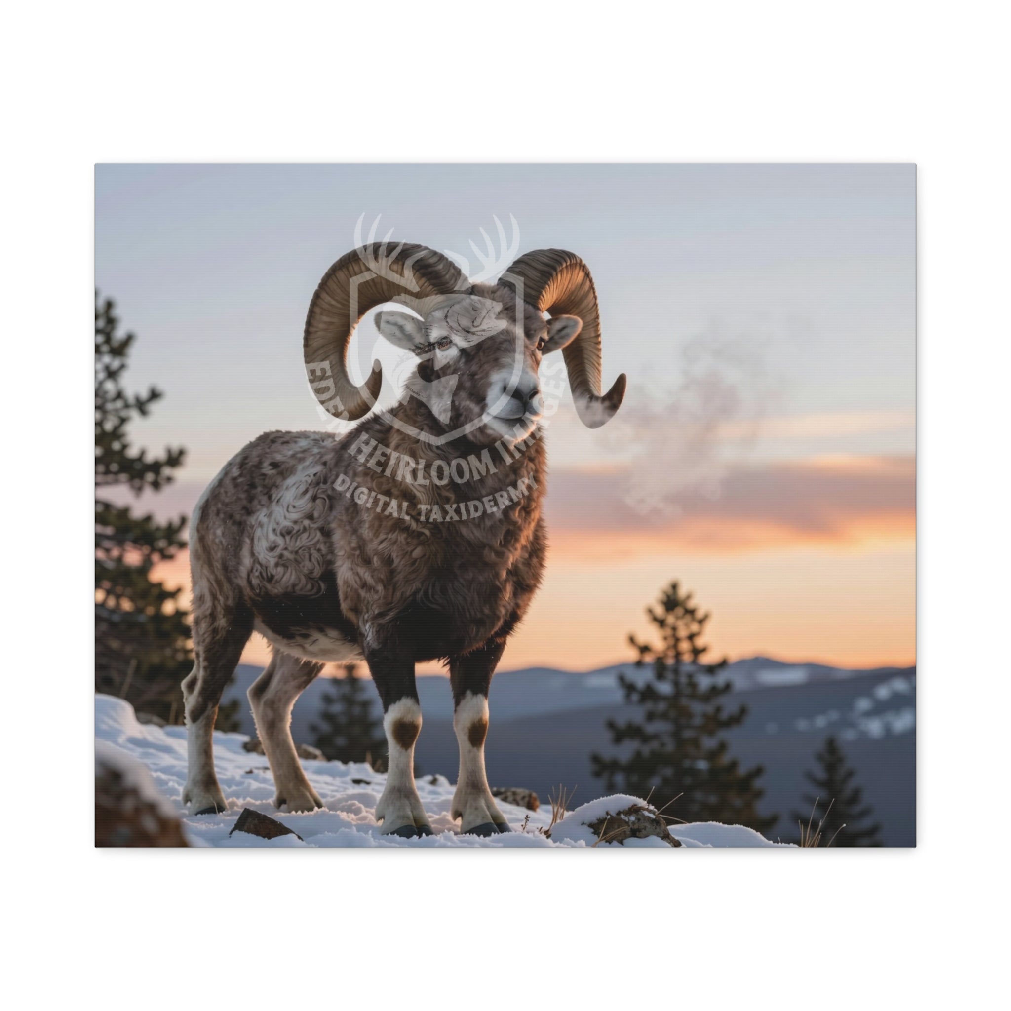Ultra Realistic Big Horn Sheep on snow covered mountain top with sunset in background