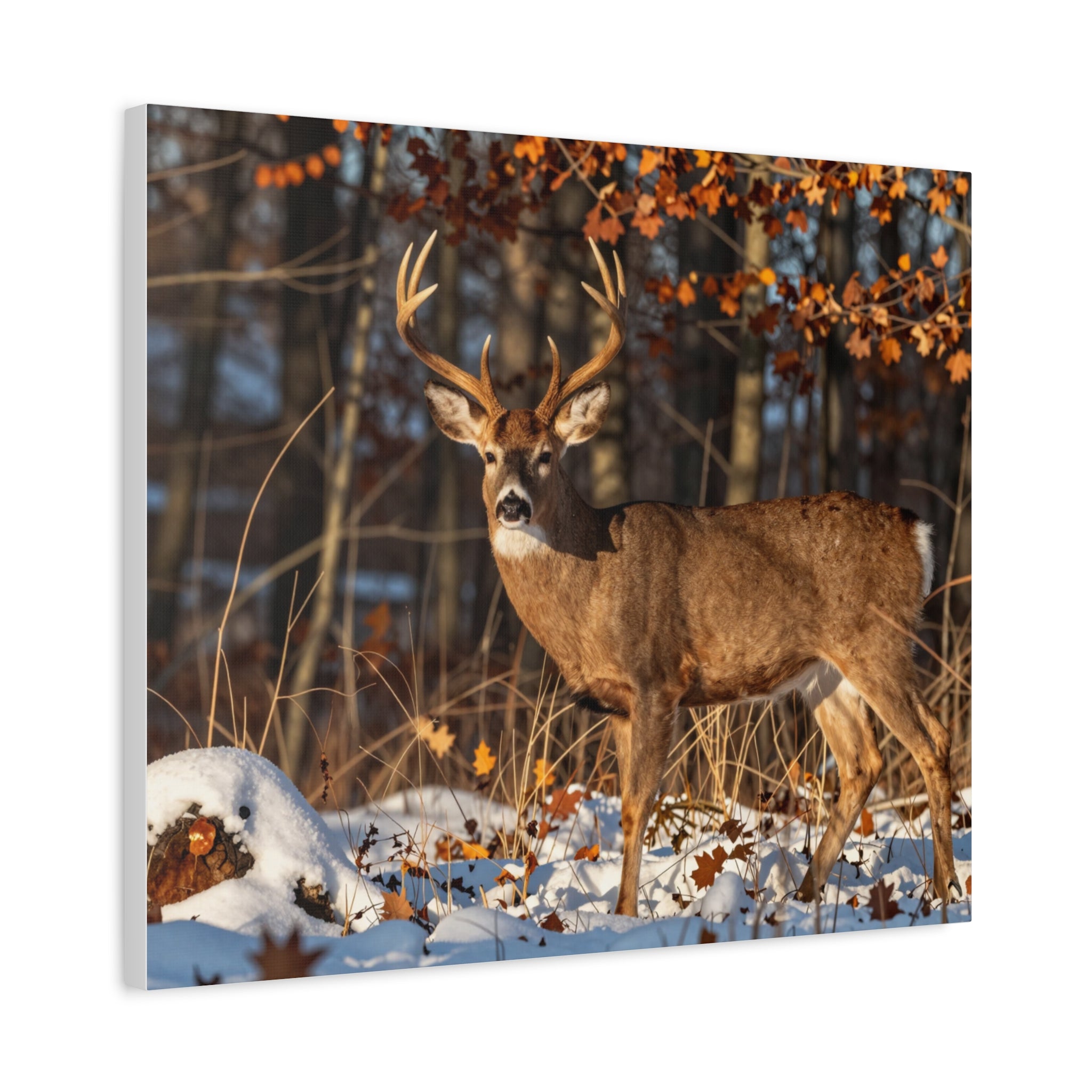 Snow Don't Stay - Whitetail Buck - Limited Edition Canvas Print