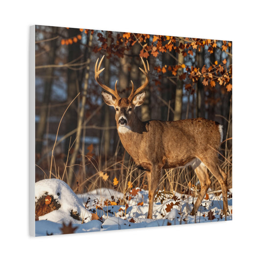 Snow Don't Stay – Whitetail Buck Limited Edition Canvas Print (Edition of 25)