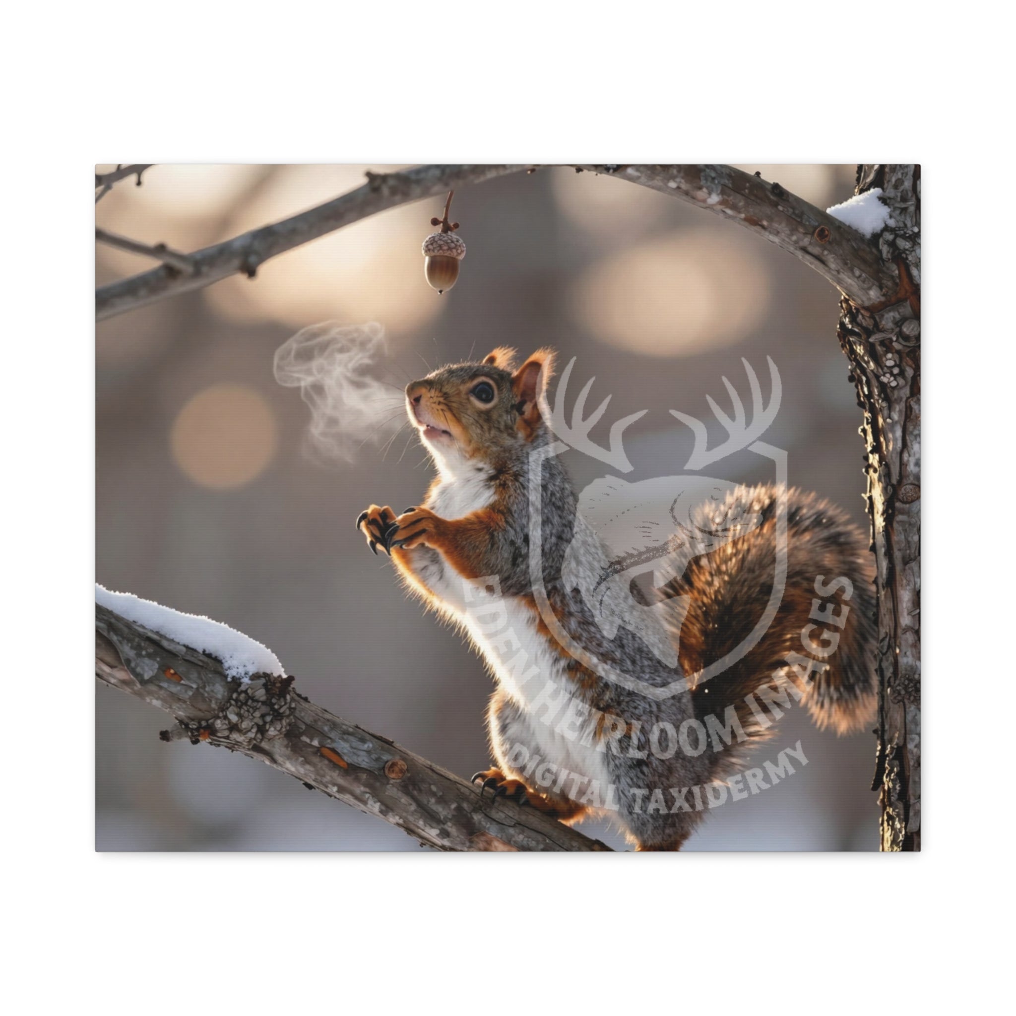 Image of Limited Edition Digital Print of grey squirrel finding a lone acorn hanging from a tree, early sunrise, snow on branches, ultra realistic details.