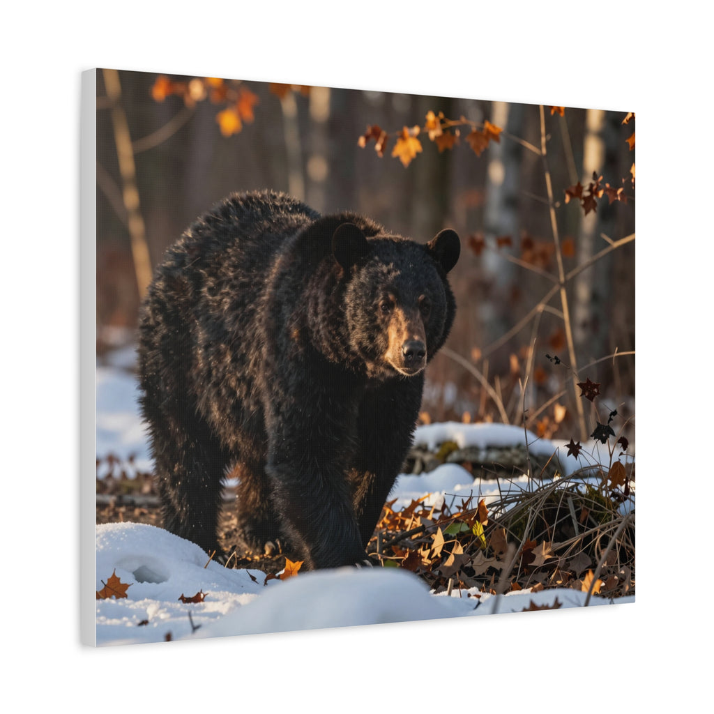 Stretched canvas, limited edition, black bear strolling through snow at sunset